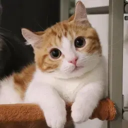 Cats 🇺🇲