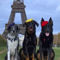 Watson, Fenrir & Icarus