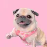 Loulou the Pug