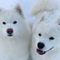 Tinkerbelle & Meeko | Samoyed