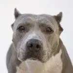 Stand Up For Pits Foundation, Inc