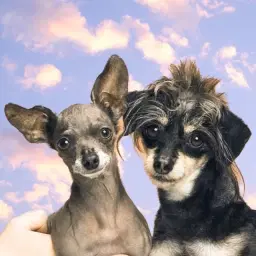 Betty & Bean
