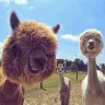 animal.clips1@gmail.com