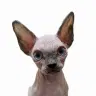 VK Sphynx.cats