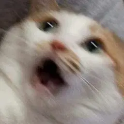 cattos