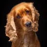 Alba & Bruno | English Cocker Spaniel Dogs |