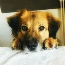 💜 Vaya - The Fear Fighter Dog