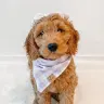 ZOEY | mini goldendoodle