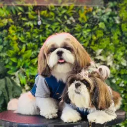 Ozzu & Noor | Pawsome Pair