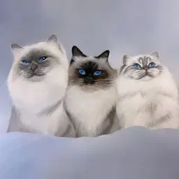 Charlie, Molly & Maggie