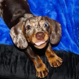 Rocky the miniature dachshund