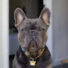 Benjamin 🐾