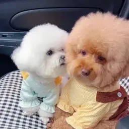 paw love