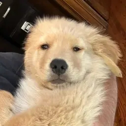 NESS | Your Favorite Golden Retriever