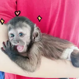Monkey Capu