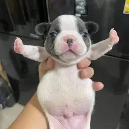 Perrito Filosofico