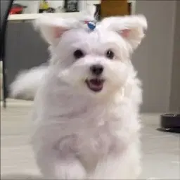 Mr. CPR dog